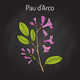 Pau d' Arco Bark Extract
