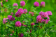 Red Clover Leaf & Flower Extract