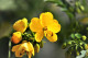 Senna Leaf Extract