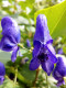 Skullcap Herb Extract