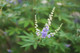 Vitex (Chaste Tree Berry) Extract