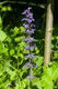 Bugleweed Herb Extract