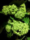 Bupleurum Root Extract