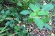Jewelweed Bath Bar - For Poison Ivy, Oak &  Sumac