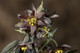 Blue Cohosh Root Extract