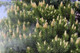 Pine Pollen Extract