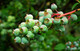 Bilberry Fruit Extract