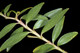 Buchu Leaf Extract