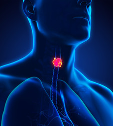 Thyroid