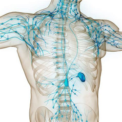 Lymphatic System Support