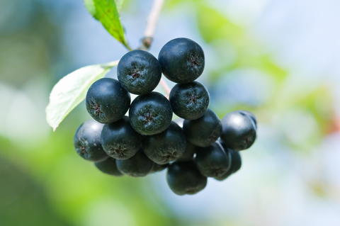 aronia-berry-dreamstime-xs-10726090.jpg