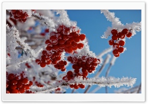 berries-in-winter-t1.jpg