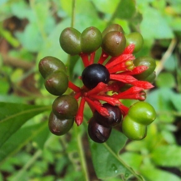 blushwood-berry-extract-1000x1000-2434825339.jpg