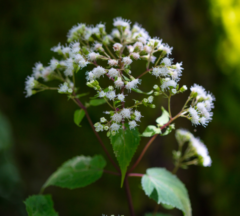 boneset-dreamstime-xs-124003891.jpg