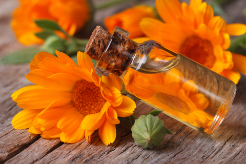 calendula-dreamstime-xs-43080124.jpg