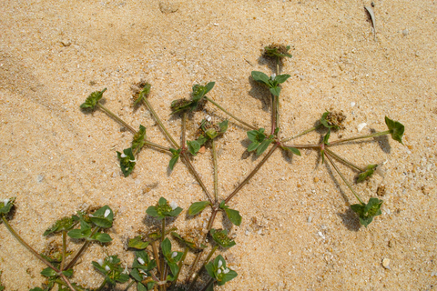 chickweed-stellaria-media.jpg