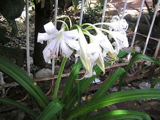 crinum-latifolium.jpg