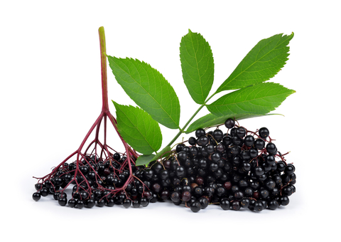 elderberry-white-background-dreamstime-xs-34236165.jpg