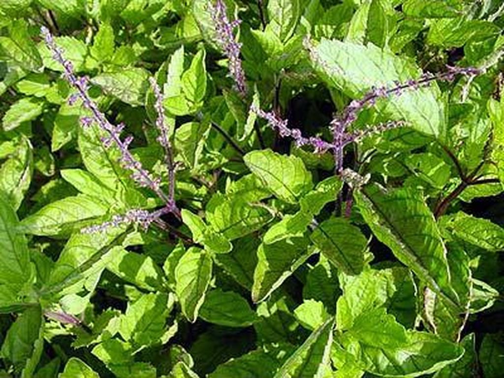 Basil Holy Tulsi