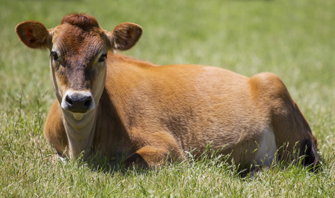 jersey-cow-dreamstime-xs-94064770.jpg