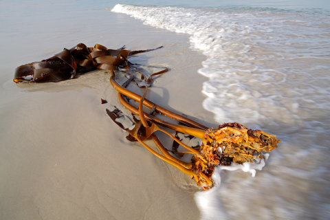 kelp-dreamstime-xs-10559516.jpg