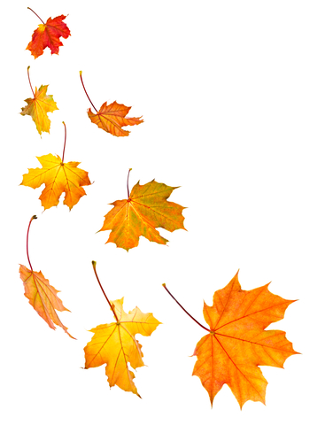 leaves-dreamstime-xs-6669401.jpg