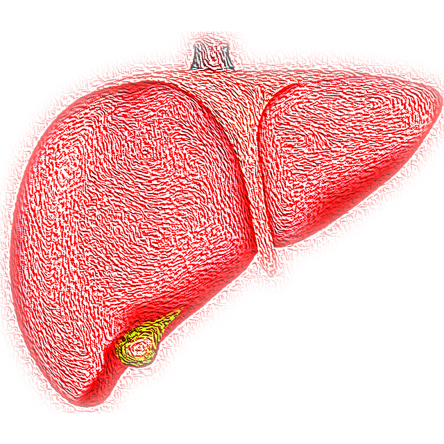 liver-4081243-640.png