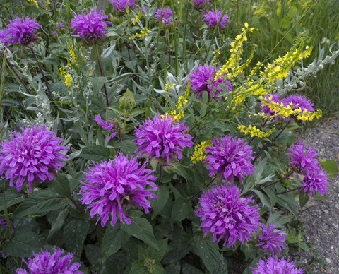 monarda-fistulosa-dreamstime-xs-57086116.jpg