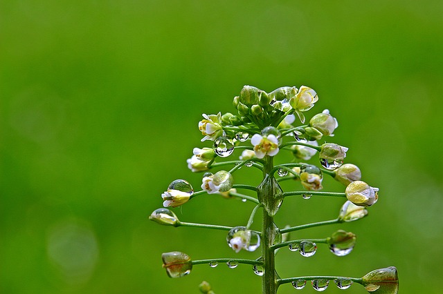 Herbal tea from herb Capsella bursa-pastoris,... - Stock Photo [107889919]  - PIXTA