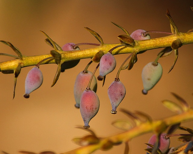 oregon-grape-holly-94364-640.jpg