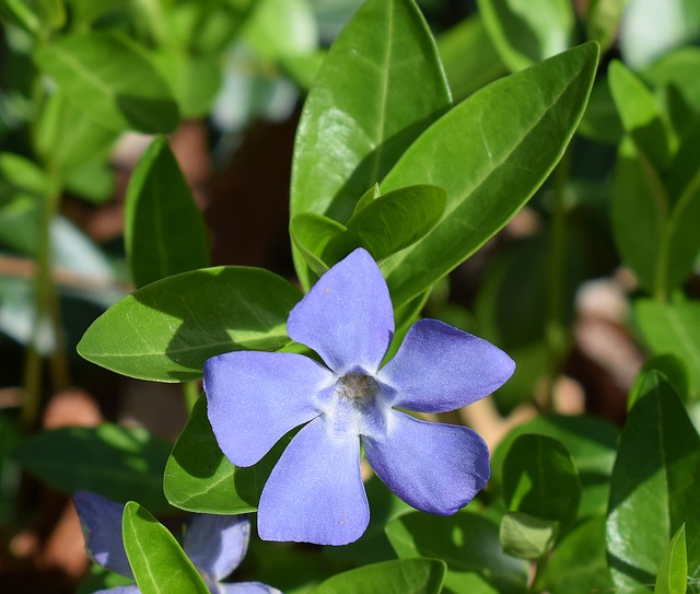 Periwinkle Herb