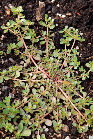 purslane-dreamstime-xs-20746674.jpg