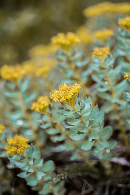 rhodiola-succulent-2412436-640.jpg