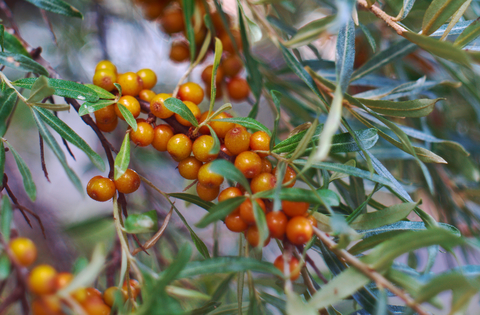 sea-buckthorn-berrydreamstime-xs-33336768.jpg