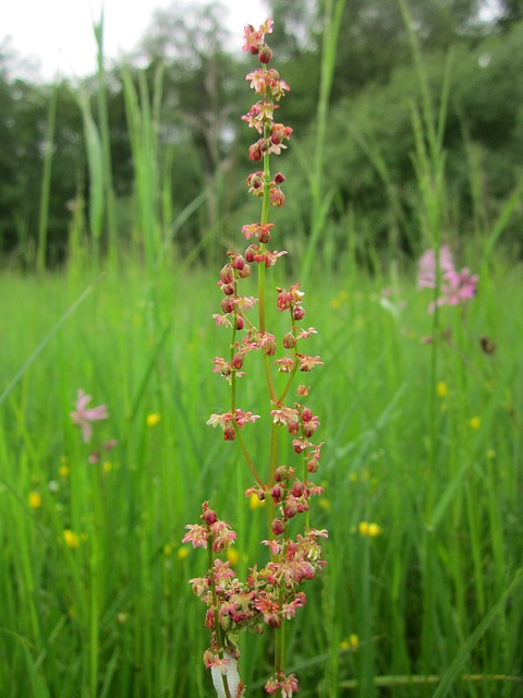 sheep-sorrel-rumex-acetosella-846563-640.jpg