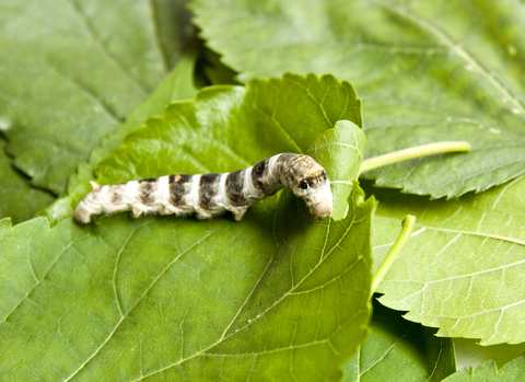 silkworm-dreamstime-xs-14278293.jpg