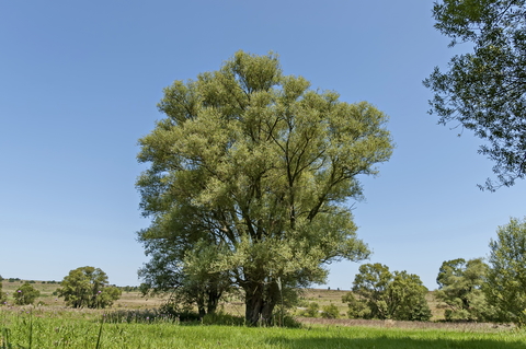 white-willow-dreamstime-xs-120198787.jpg