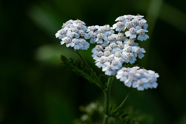 yarrow-3468857-640.jpg