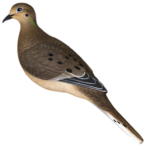 Avian X AVX-DOVE-6PK Full Body Dove Multi-Color 6 Pack 180033 Avian X AVX-DOVE-6PK Full Body Dove Multi-Color 6 Pack 180033