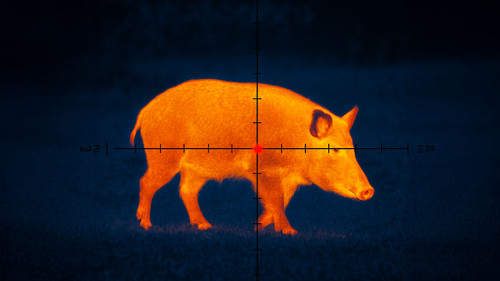 Texas Hog Hunting After Dark