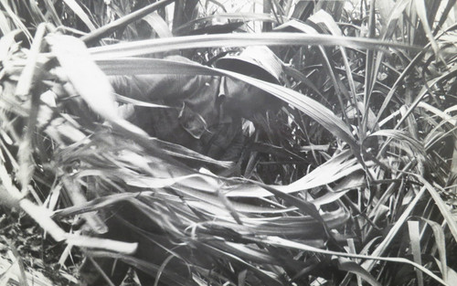 Mayito (Mario García Joya), Untitled, N.D. Silver gelatin print, 8.75" x 14.75", #157, NFS