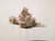 Franklin Alvarez,        "Sin Titulo," 2004. Watercolor on paper.   20.5" x 29.5"                                                                   #4018