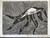 Ibrahim Miranda,        "Habanera #2,"  N.D. Etching, edition 1/5.                                               7” x 9”                                                                                         #5662