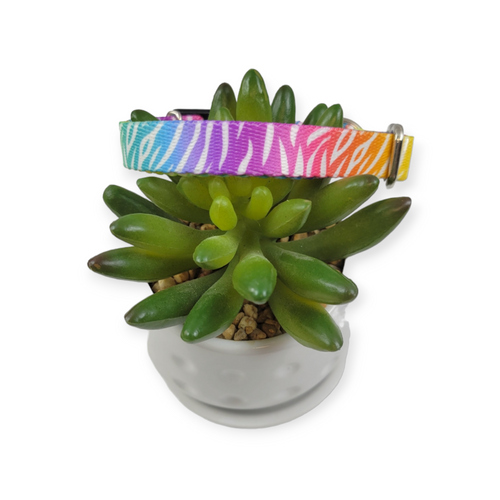 Rainbow Zebra Dog Collar (X-Small)