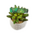 Green Succulents Dog collar (Small)