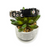 Daisies on Charcoal Dog collar (Small)