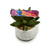 Oil Spill Rainbow Dog collar (Small)