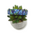 Preppy Bluebonnets on Navy Dog Collar (Medium)