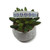 Bluebonnet Field Dog collar (Small)