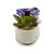 Star Spangled Kitty Collar (XX-Small)